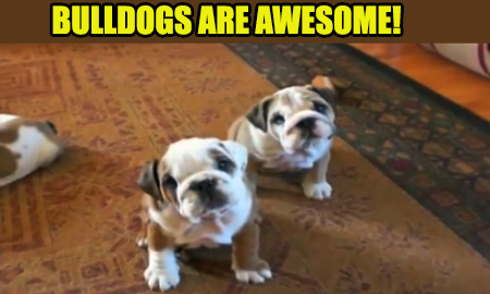 BULLDOGS ARE AWESOME